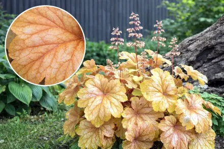 Шампань Гейхера / Heuchera Champagne