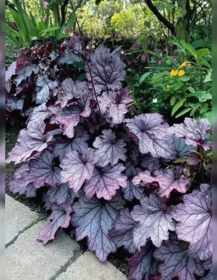 Гейхера Спелбаунд / Heuchera Spellbound