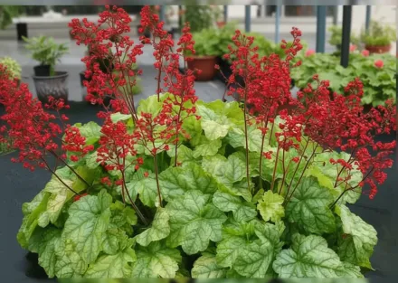 Гейхера Токіо / Heuchera Tokyo