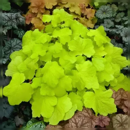 Гейхера Цитронель / Heuchera Citronelle