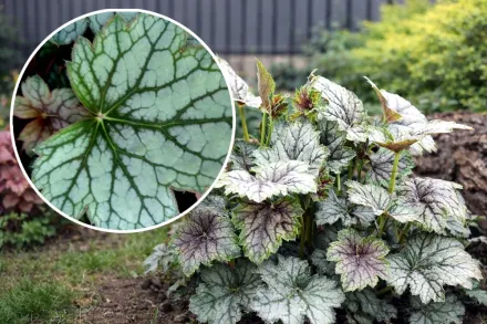 Гейхера Венус / Heuchera Venus