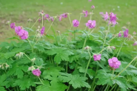 Герань Бівенс Варіеті / Geranium macrorrhizum Bevan’s Variety