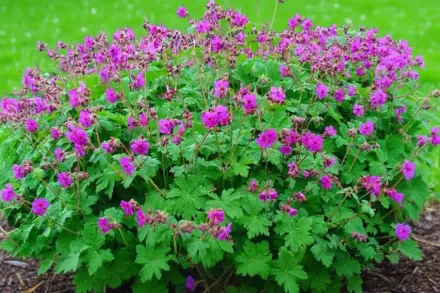 Герань Чакор / Geranium macrorrhizum Czakor