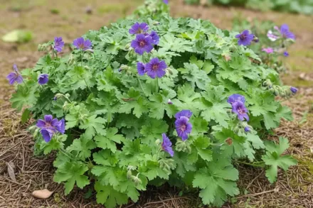 Герань чудова / Geranium x magnificum