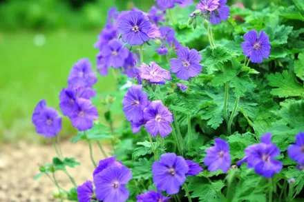 Герань Джонсонс Блю / Geranium Johnson’s Blue