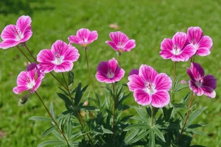 Герань Елке / Geranium Elke