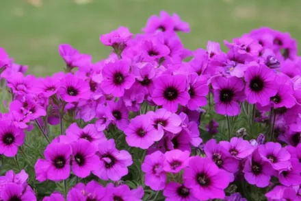 Герань Енн Фолкард / Geranium Ann Folkard