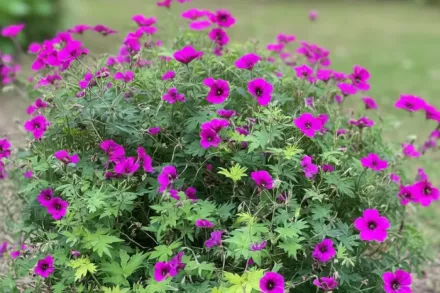 Герань Енн Томсон / Geranium Anne Thomson