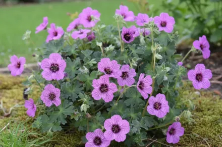 Герань Лоренс Флетман / Geranium Laurence Flatman