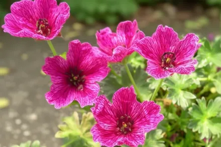 Герань Перпл Піллоу / Geranium Purple Pillow