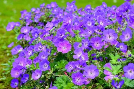 Герань Розанне / Geranium Rozanne