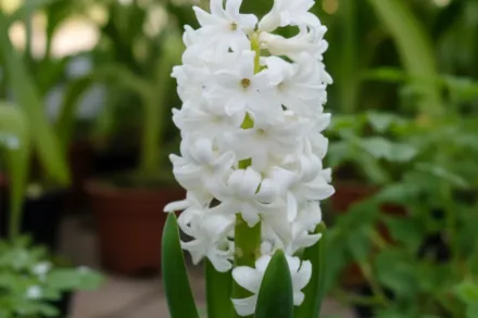 Гіацинт Айолос / Hyacinthus orientalis Aiolos