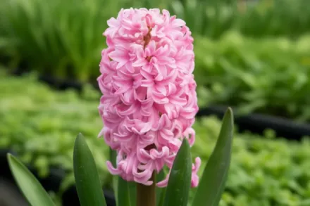 Гіацинт Анна Марі / Hyacinthus orientalis Anna Marie