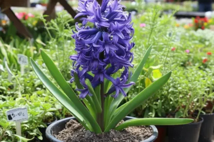 Гіацинт Блу Фестівал / Hyacinthus orientalis Blue Festival