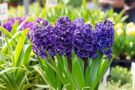 Гіацинт Делфт Блу / Hyacinthus orientalis Delft Blue