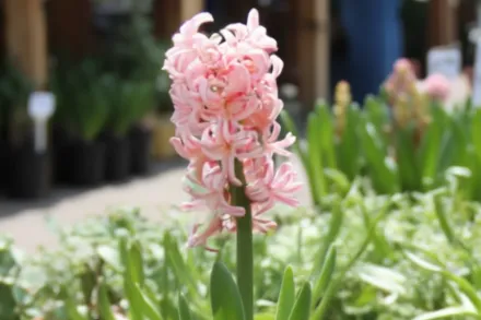Гіацинт Джипсі Квін / Hyacinthus orientalis Gipsy Queen