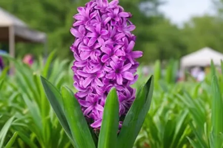 Гіацинт Місс Сайгон / Hyacinthus orientalis Miss Saigon