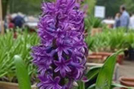 Гіацинт Пурпл Сенсейшн / Hyacinthus orientalis Purple Sensation