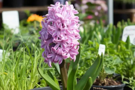 Гіацинт Сплендід Корнелія / Hyacinthus orientalis Splendid Cornelia