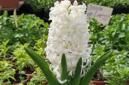 Гіацинт Топ Вайт / Hyacinthus orientalis Top White
