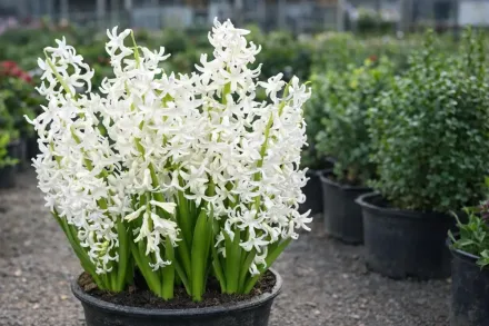 Гіацинт Вайт Фестівал / Hyacinthus orientalis White Festival