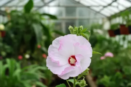 Гібіскус Балет Сліпперс / Hibiscus Ballet Slippers