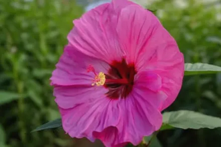 Гібіскус Беррі Авесом / Hibiscus Berry Awesome