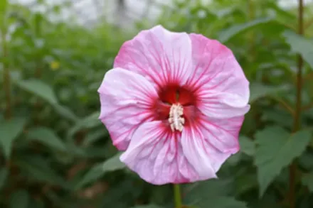 Гібіскус Черрі Чоко Латте / Hibiscus Cherry Choco Latte