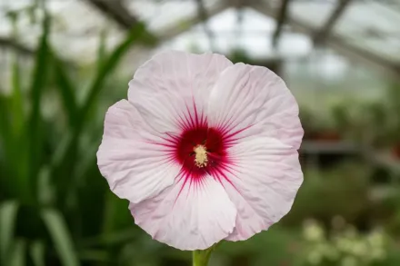 Гібіскус Дарк Містері / Hibiscus Dark Mystery