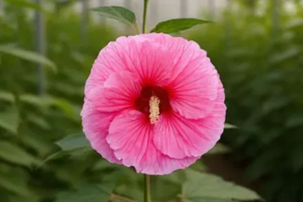 Гібіскус Едж оф Найт / Hibiscus Edge of Night