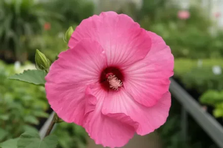 Гібіскус Ейрбраш Ефект / Hibiscus Airbrush Effect