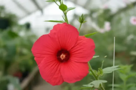 Гібіскус Фаєрбол / Hibiscus moscheutos Fireball