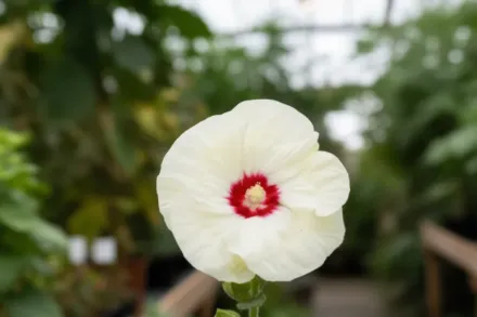 Гібіскус Френч Ванілла / Hibiscus French Vanilla