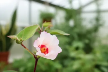 Гібіскус Каркаде / Hibiscus sabdariffa