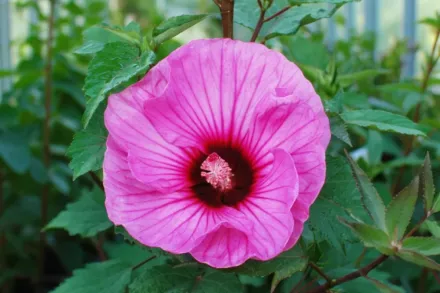 Гібіскус Кенді Краш / Hibiscus Candy Crush