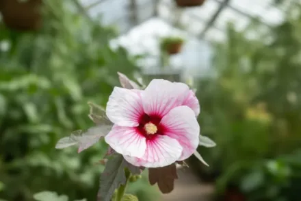 Гібіскус Коппер Кінг / Hibiscus Kopper King