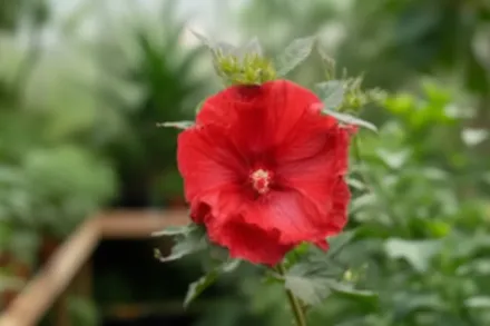 Гібіскус Кренберрі Краш / Hibiscus Cranberry Crush