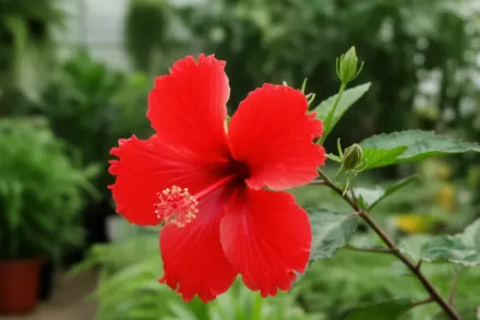 Китайська кімнатна троянда / Hibiscus rosa-sinensis Cooperi