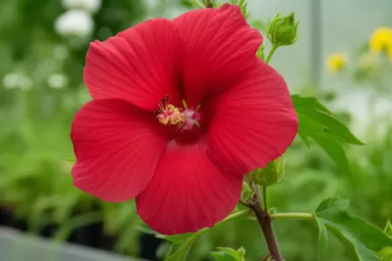 Гібіскус Лорд Балтимор / Hibiscus Lord Baltimore