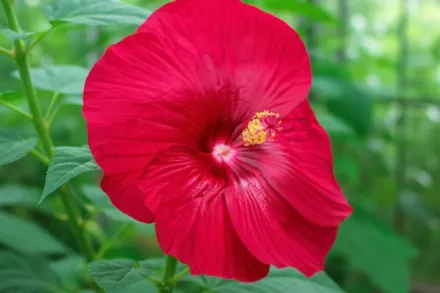 Гібіскус Луна Ред / Hibiscus moscheutos Luna Red