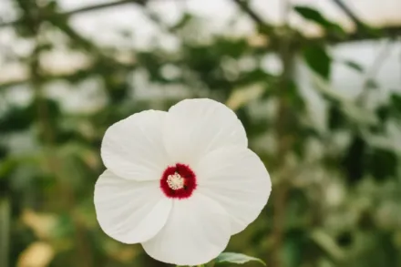 Гібіскус Луна Вайт / Hibiscus moscheutos Luna White