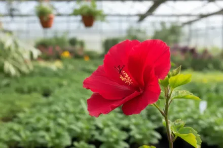 Гібіскус Марс Маднес / Hibiscus Mars Madness