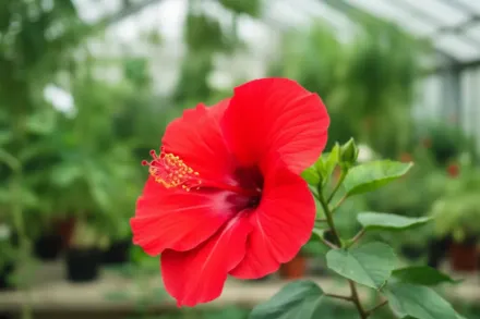 Гібіскус Міднайт Марвел / Hibiscus Midnight Marvel