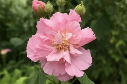 Гібіскус мінливий / Hibiscus mutabilis