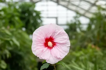 Гібіскус Олл Айз Он Мі / Hibiscus All Eyes On Me