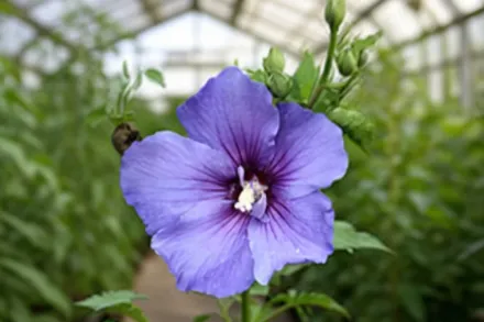 Гібіскус Параплю Вайолет / Hibiscus Paraplu Violet