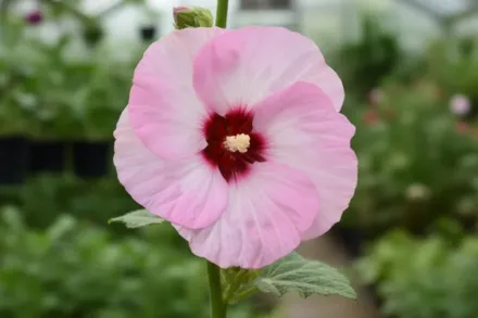 Гібіскус Спіндерелла / Hibiscus Spinderella