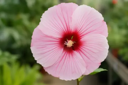 Гібіскус Старрі Старрі Найт / Hibiscus Starry Starry Night