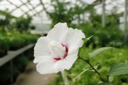 Гібіскус сирійський Балі / Hibiscus syriacus Bali