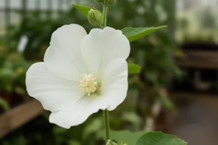 Гібіскус сирійський Діана / Hibiscus syriacus Diana